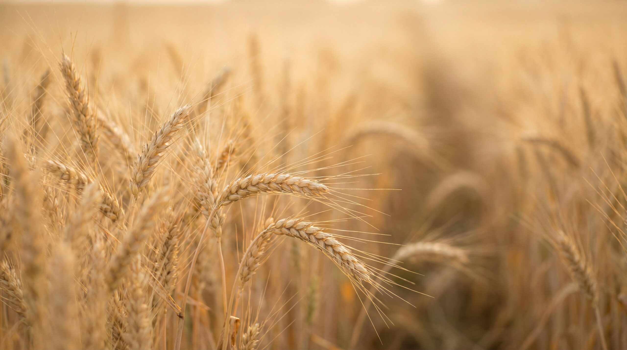 Two wheat stalks leaning gently together in soft golden light, with a field of wheat blurring into warm haze behind them