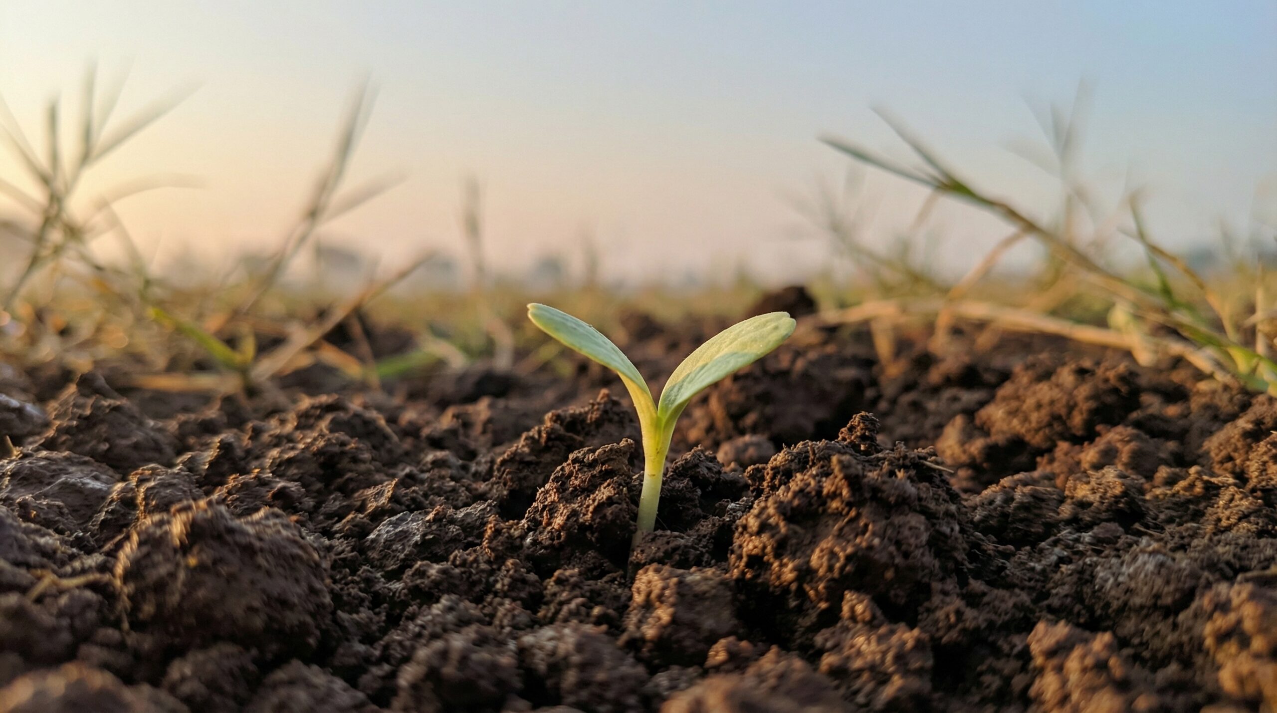 A small green seedling emerging from dark cultivated soil under a soft pastel sunrise sky